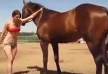 girl-climbs-on-horse