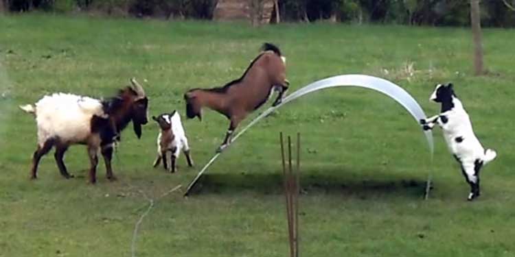 goats on a sliding ribbion