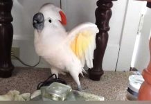 They Tell Their Bird He's Going To The Vet. His Reaction is leaving me in Stitches