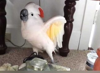 They Tell Their Bird He's Going To The Vet. His Reaction is leaving me in Stitches