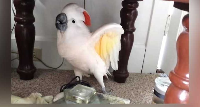 They Tell Their Bird He's Going To The Vet. His Reaction is leaving me in Stitches