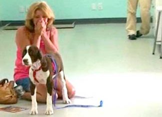sammi-dog-rehabilitation