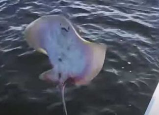 stingray birth