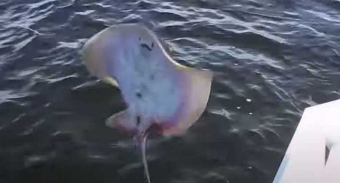 stingray birth