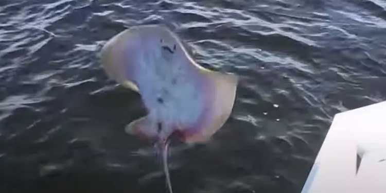 stingray birth