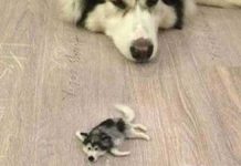 tiy husky puppy