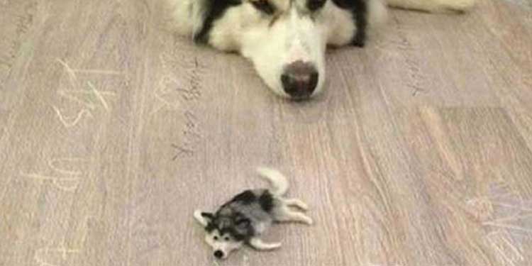 tiy husky puppy