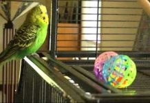 Budgie beat boxes