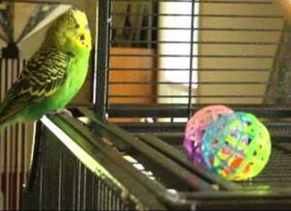 Budgie beat boxes