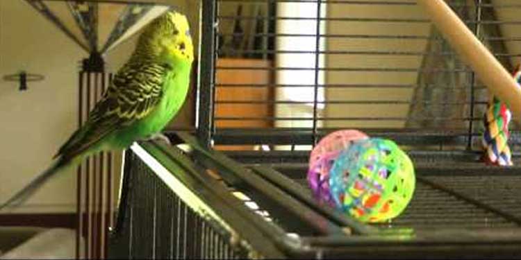 Budgie beat boxes