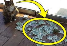 Cat Brought His Owner