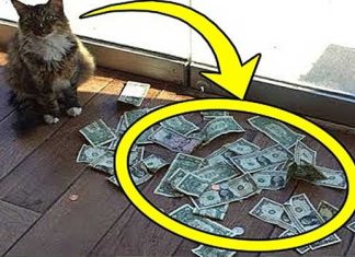Cat Brought His Owner