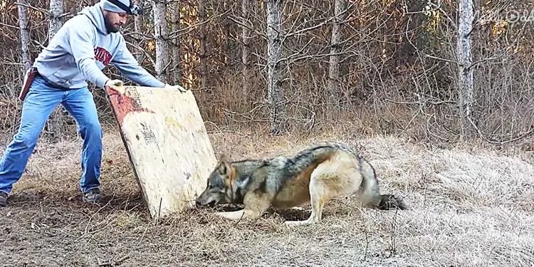 Courageous Man Performs Daring Rescue