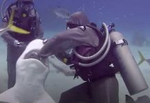 Diver shoves her hand