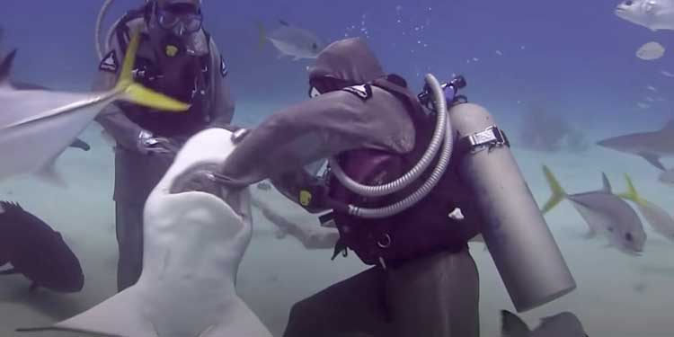 Diver shoves her hand