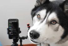Dog Gets Frustrated