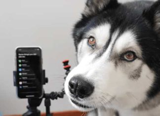 Dog Gets Frustrated