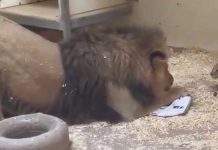 Papa lion crouchesto meet cub