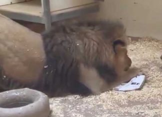 Papa lion crouchesto meet cub