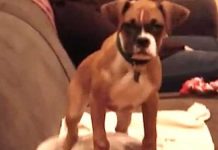 adorable-baby-pitbull