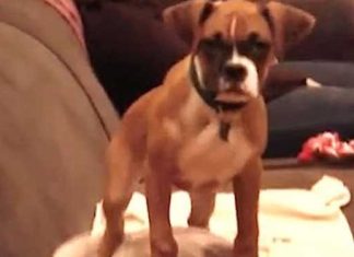 adorable-baby-pitbull