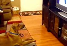 dog-amuses-dad-after-obeying-commands-on-tv