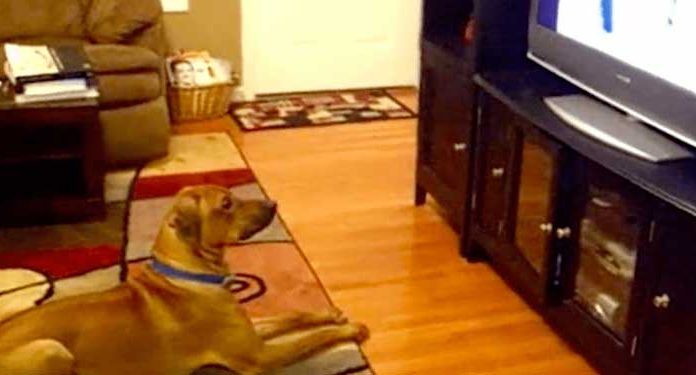 dog-amuses-dad-after-obeying-commands-on-tv