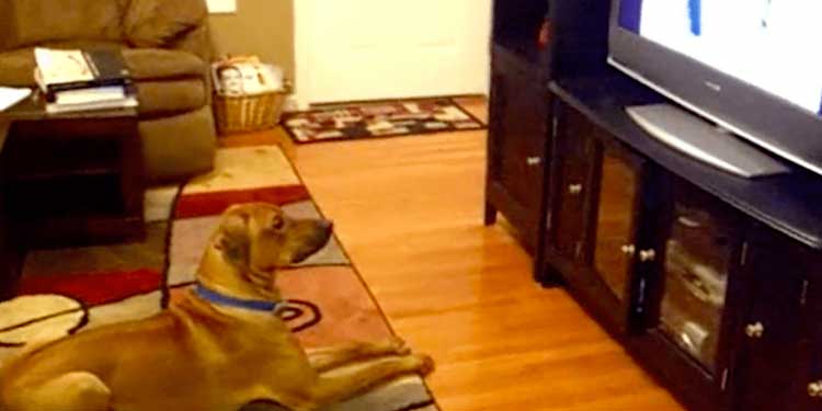 dog-amuses-dad-after-obeying-commands-on-tv