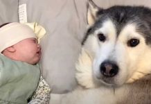 husky-calms-down-newborn