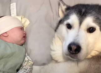 husky-calms-down-newborn