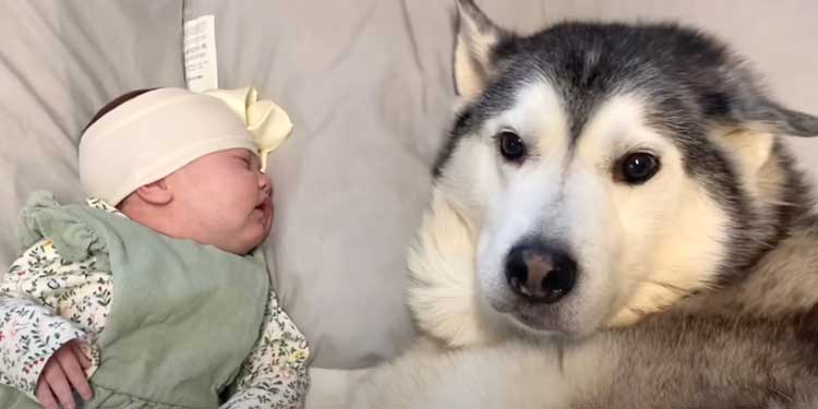 husky-calms-down-newborn