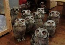 owls-comp