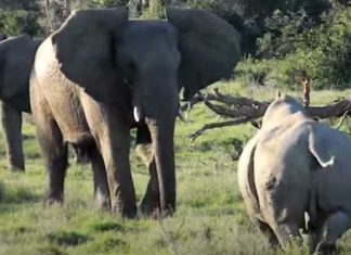 rhino-attack-elephant-trick
