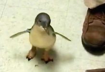 tickled-penguin