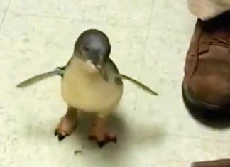tickled-penguin