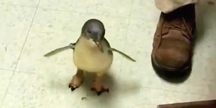 tickled-penguin