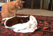 Cat-tries-to-revive-his-dead-friend