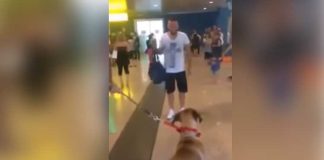 Dog-going-crazy