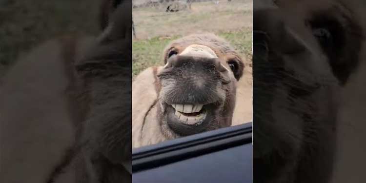 Donkey video bombs the white tiger with awesome smile.