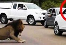 Lion-scares-away-tourists