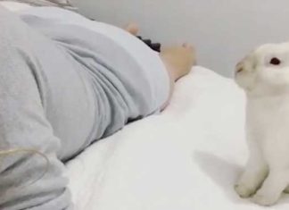 bunny-flop