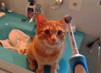 cat-and-electric-brush
