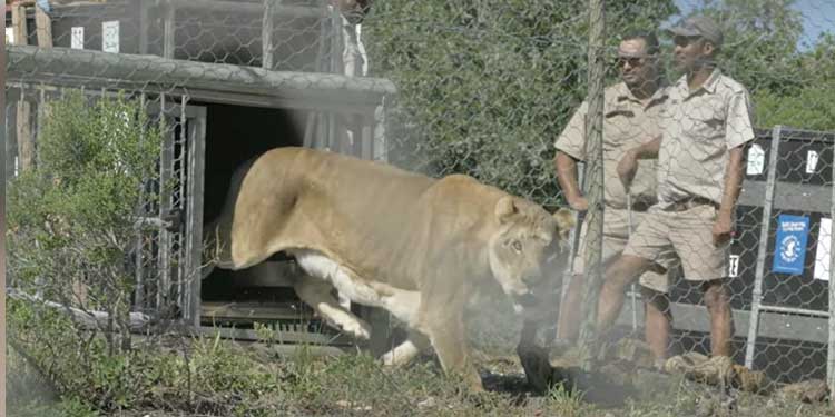 circus-lions-first-steps-freedom