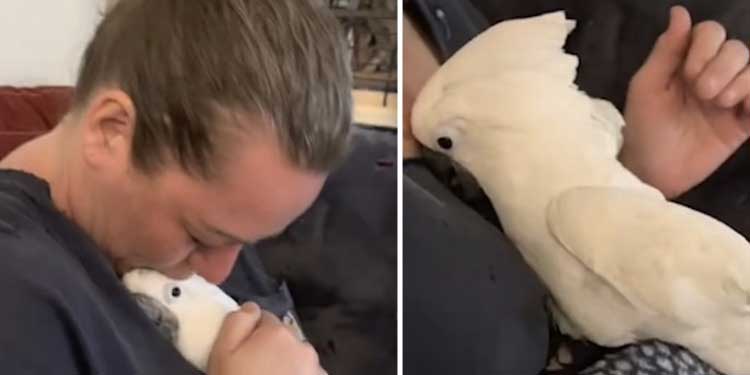 cockatoo-lays-egg-in-her-humans-lap
