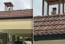 dad-builds-rooftop-lookout