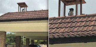 dad-builds-rooftop-lookout