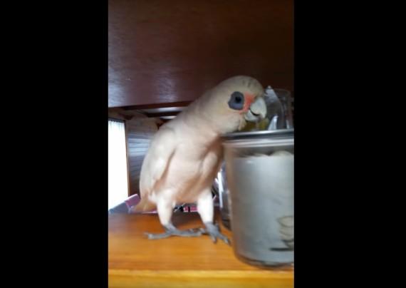 eric-bird-eric-legend-video