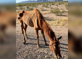 former-racehorse-left-desert-perish
