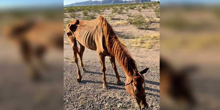 former-racehorse-left-desert-perish