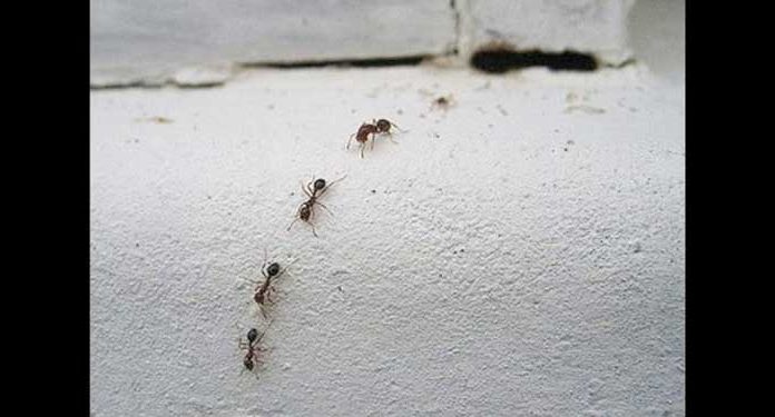 keep-ants-fleas-out-of-home